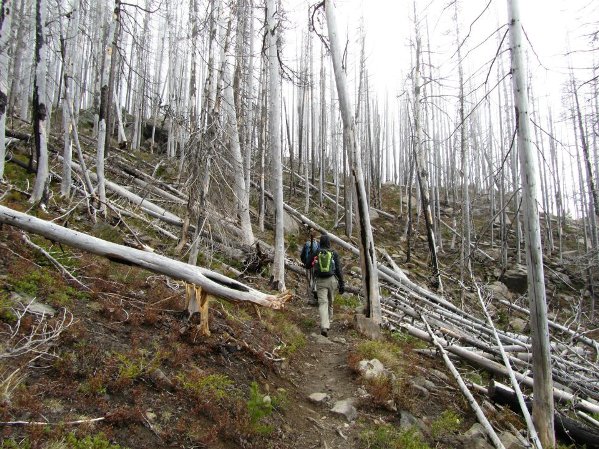 forest fire damage