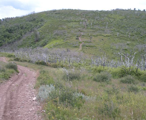 Cascade Springs Hill trail