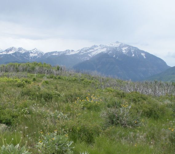 wasatch mountains