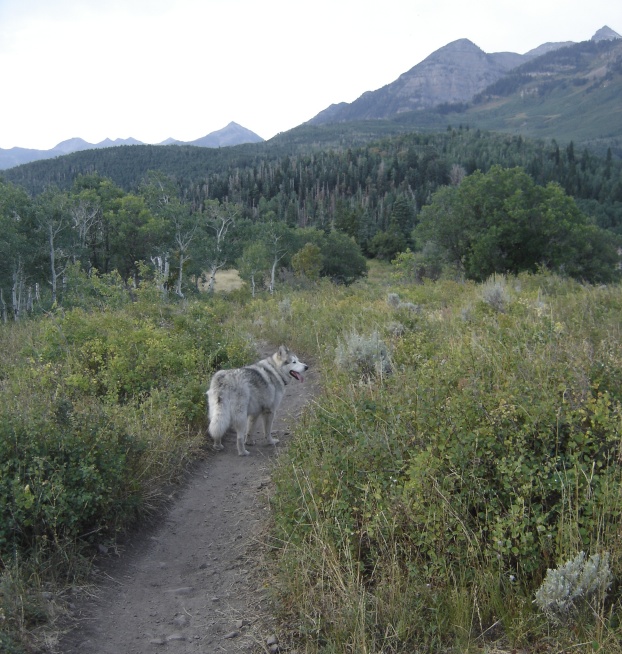 trail and timpanogos