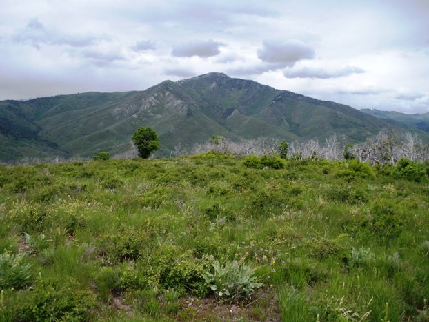 Mill Canyon Peak 