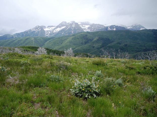 Mt. Timpanogos