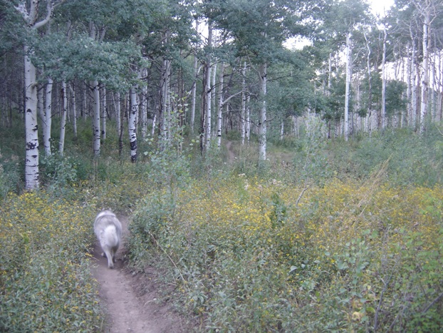 trail in aspens