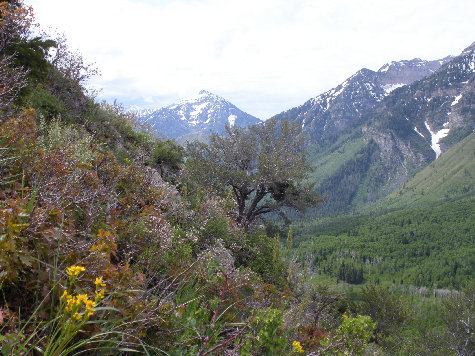 Views to Cascade Mountain