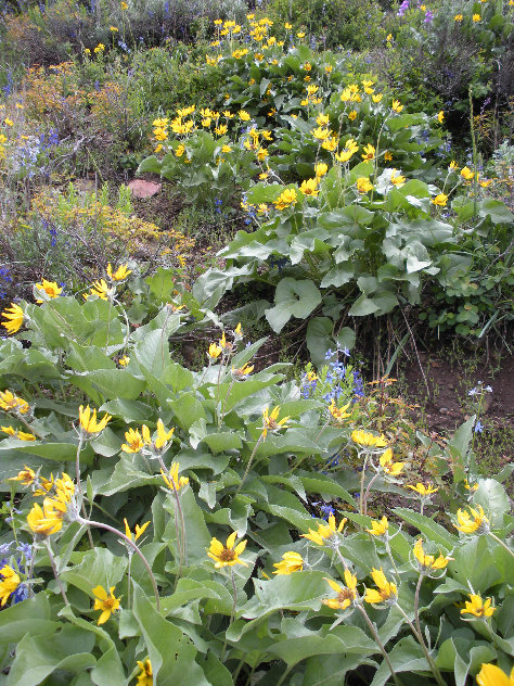 Mountain flowers