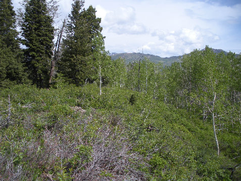 wasatch north view