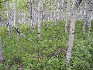 trail under the aspens