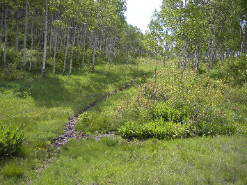 hiking trail in meadow