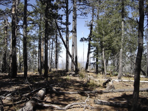 Chiricahua Peak summit