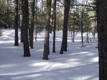 Snow covered Mount Trumbull