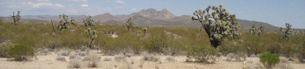 arizona desert