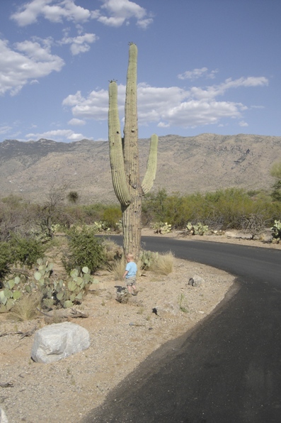 Saguaro National Park