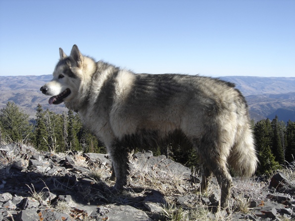 Alaskan Malamute