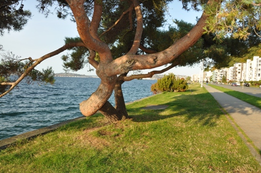 alki beach trail