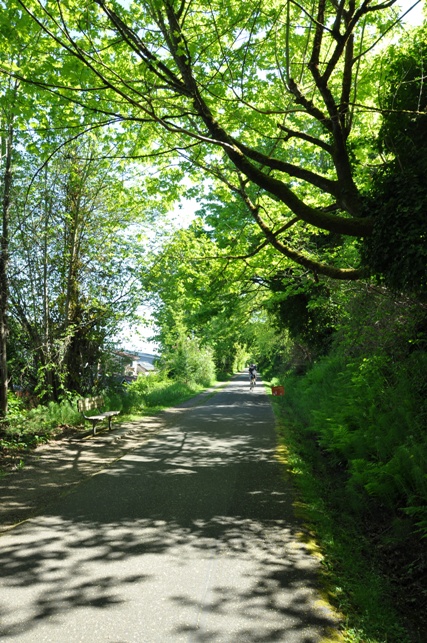 maple tree