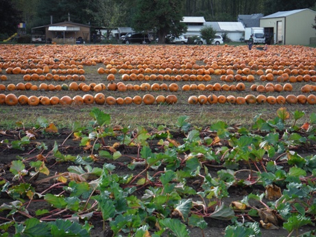 pumpkins