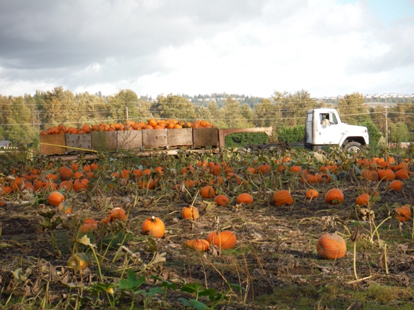 pumpkins