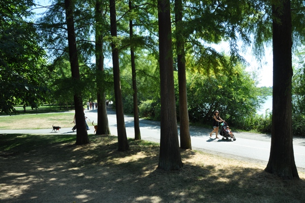 green lake trees