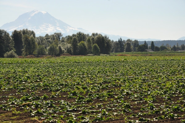 mount rainier