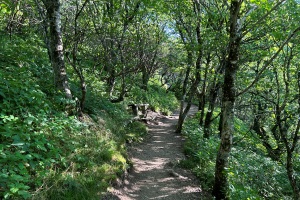 Craggy Gardens 