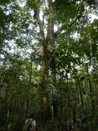 amazon rainforest