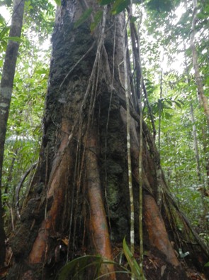 amazon trees