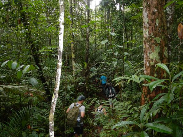 rainforest hike