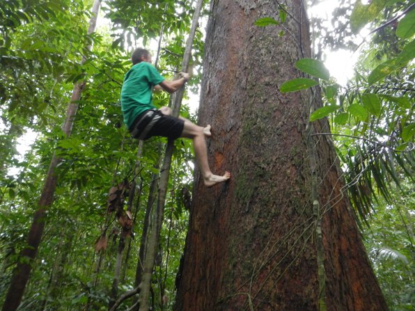 Tree climbing