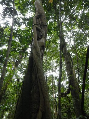 amazon trees