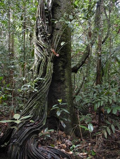 amazon rainforest