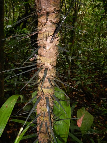 jungle plant