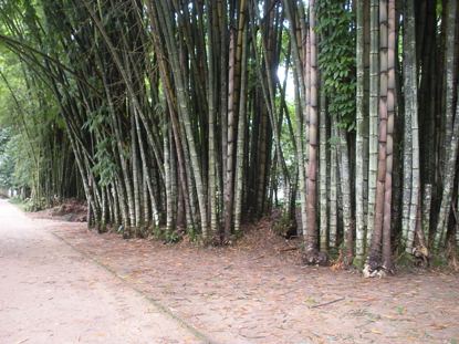 bamboo