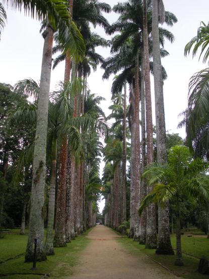 king palms
