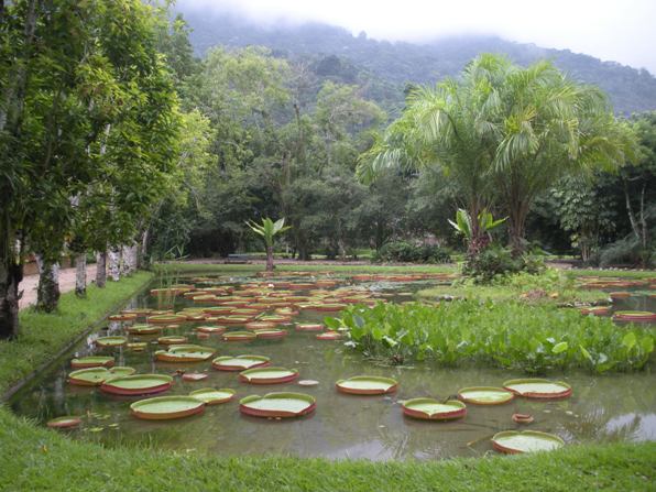 lily pads