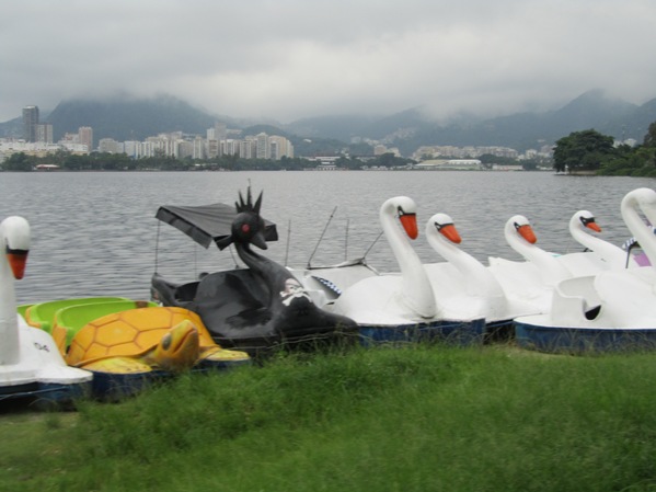lagoa swans