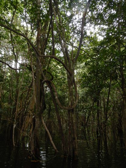 flooded forest