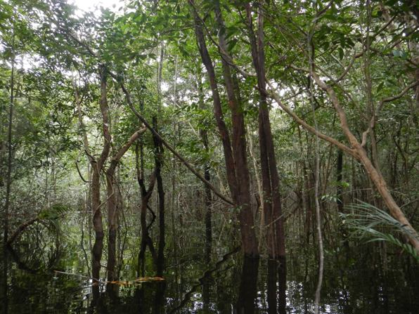 flooded forest