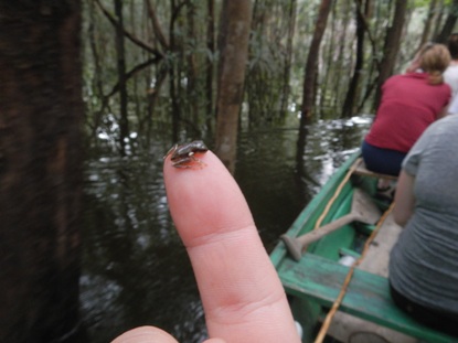 Small frog