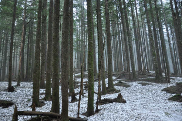 forest trail