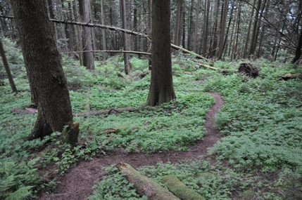 harrison hot springs hike