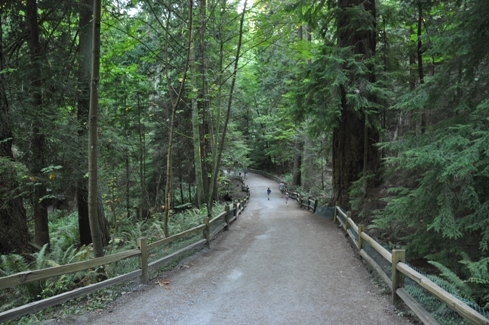 Lighthouse Park trail