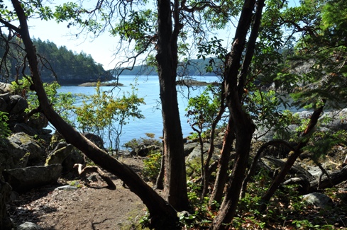 trees in smuggler cove