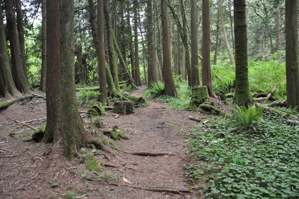 cedar forest trail