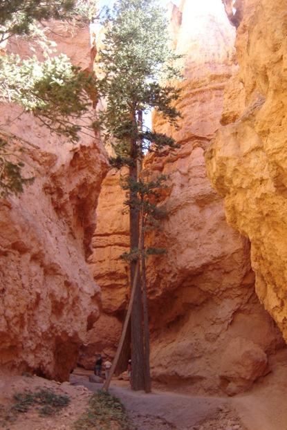 Navajo Loop trail