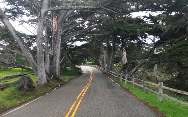 Cypress Trees 