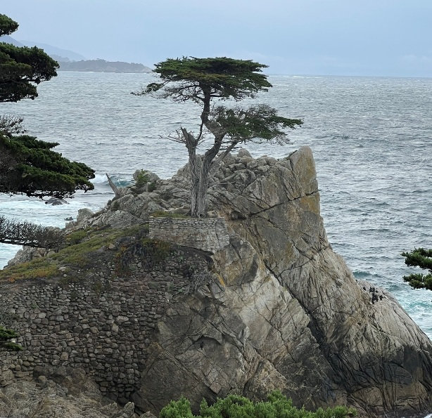 Lone Cypress Tree 