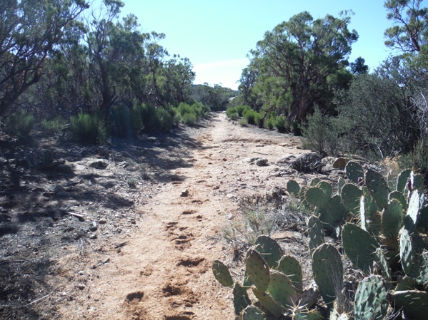 prickly pear