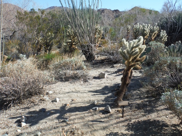 desert plants