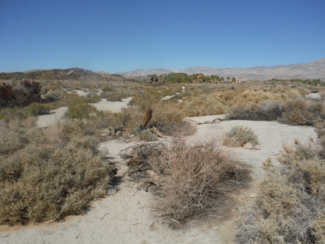 Desert trail 
