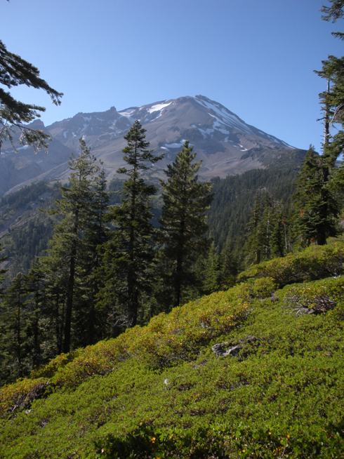 Shasta meadows